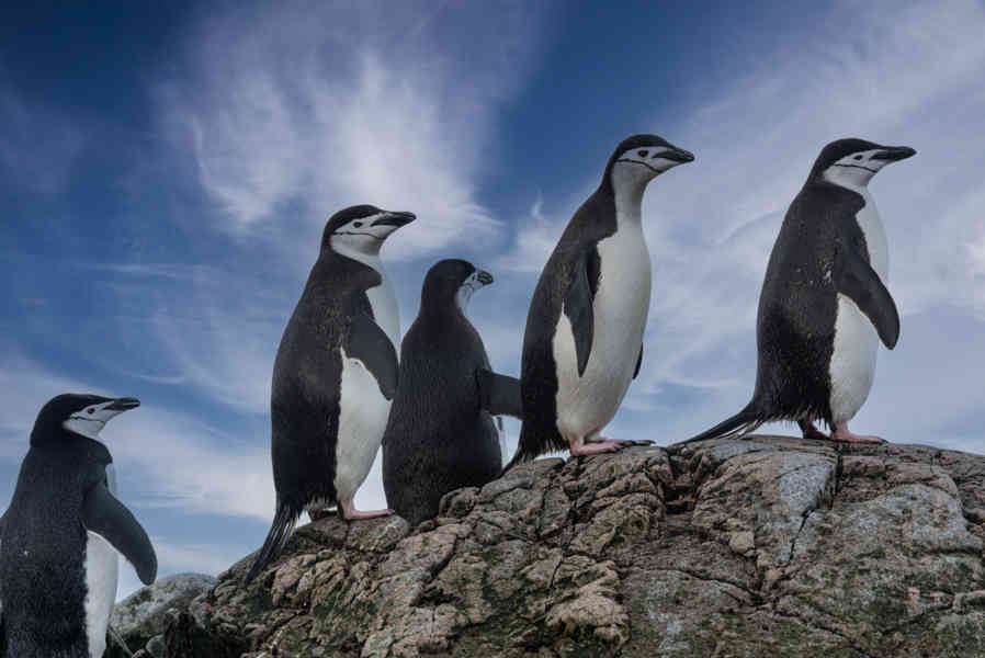 Pingüino Chinstrap - Antártida 05.jpg